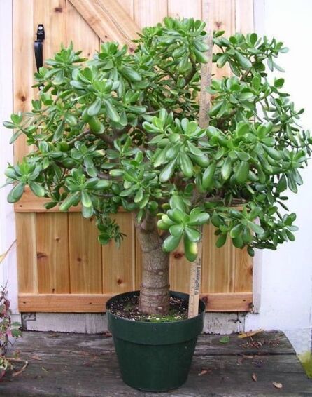 arbre à argent
